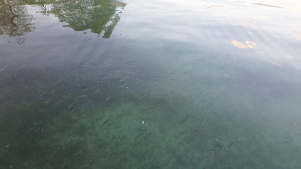 Links vom Steg waren extrem viele Fische im Wasser in Ufernähe