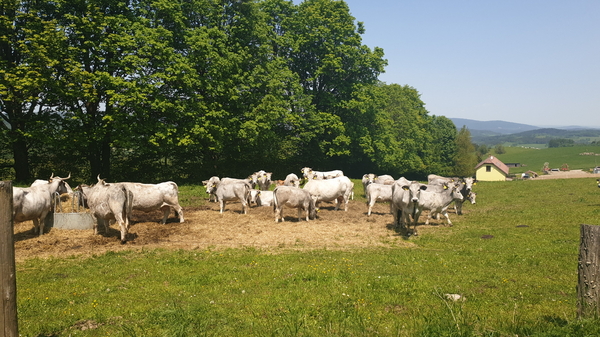 Jede Menge Kuh- und Rinderherden entlang der Radstrecke