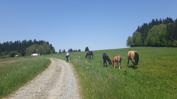 Entlang der Radstrecke gab es immer wieder Pferde und vor allem viele, große Kuhherden zu sehen