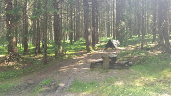 Unser „Sammelplatz“ im Eierschwammerlwald