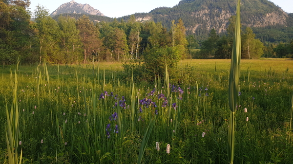 Ein Auge für die Blumenpracht, kurz nach Strobl